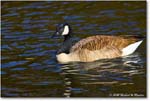 CanadaGoose_Rappahannock_2025Oct_R5D02790