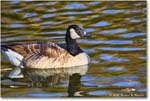CanadaGoose_Rappahannock_2025Oct_R5D02804