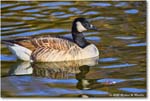 CanadaGoose_Rappahannock_2025Oct_R5D02807