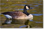 CanadaGoose_Rappahannock_2025Oct_R5D02827