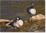 CanadaGoose_Rappahannock_2025Oct_R5D02872
