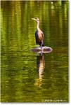 Cormorant_Rappahannock_2025Oct_R5D02455 copy