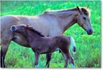 Pony&Foal_ChincoNWR_1992Jun_K27 copy
