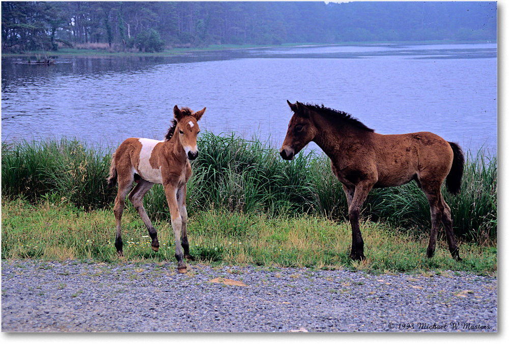Pony&Foal_ChincoNWR_1998Jun_F14 copy