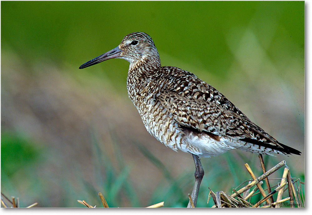 Willet_ChincoNWR_2000Jun_K02 copy