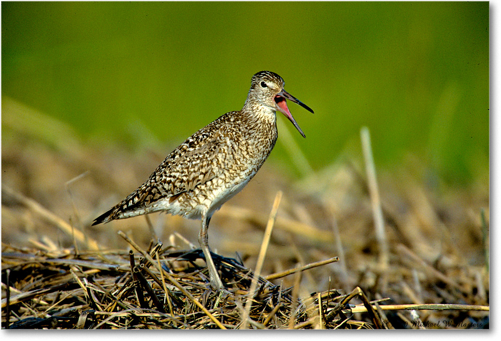 Willet_ChincoNWR_2000Jun_K12 copy