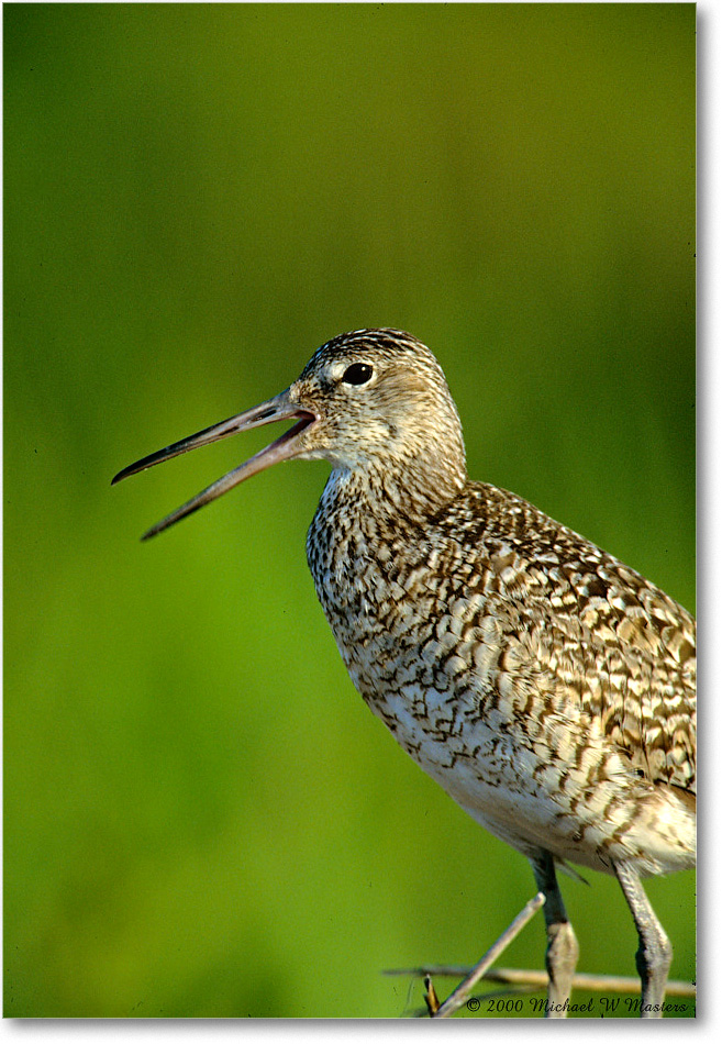 Willet_ChincoNWR_2000Jun_K18 copy