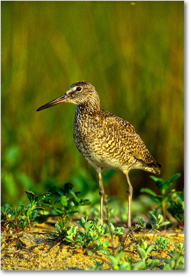 Willet_ChincoNWR_2000Jun_K27 copy