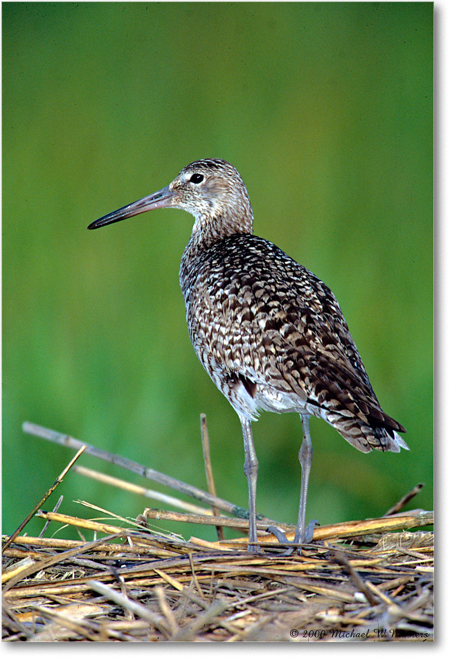 Willet_ChincoNWR_2000Jun_K29 copy