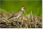 Willet_ChincoNWR_2000Jun_K12 copy