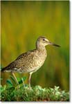 Willet_ChincoNWR_2000Jun_K25 copy
