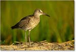 Willet_ChincoNWR_2000Jun_K34 copy