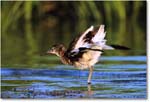 Willet_ChincoNWR-s_2001Jun_F07 copy