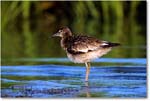 Willet_ChincoNWR-s_2001Jun_F12 copy