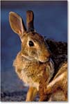 Rabbit Scratching 001-xxV 0205 3-400Z-V1 AvE-5.6-320 copy