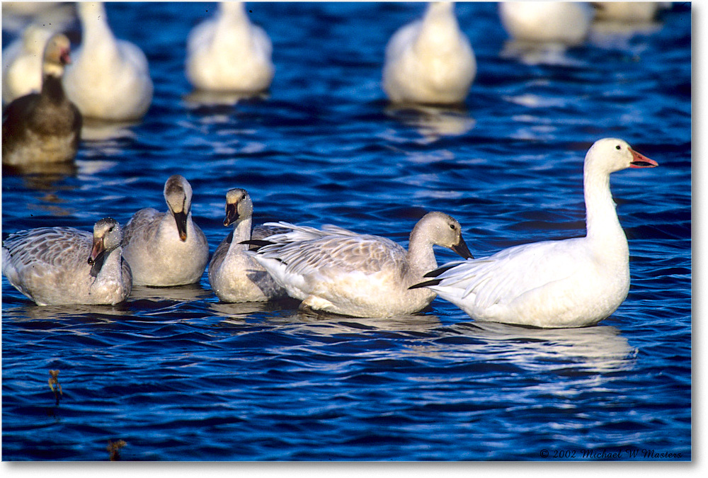 SnowGooseFamily_ChincoNWR-WLL_2002Nov_F28 copy