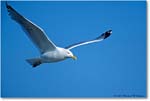 Herring Gull Flight 004-26H 03-06 eos3-840-pf160 MI- copy