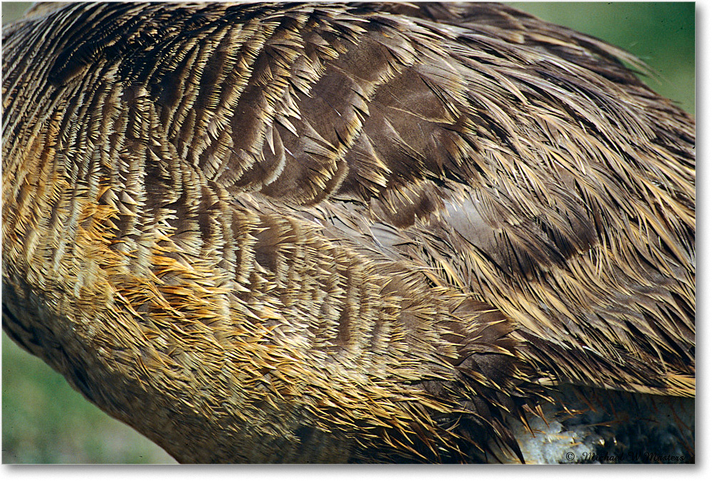 CanadaGooseFeathers_ChincoNWR_2004May_F23 copy