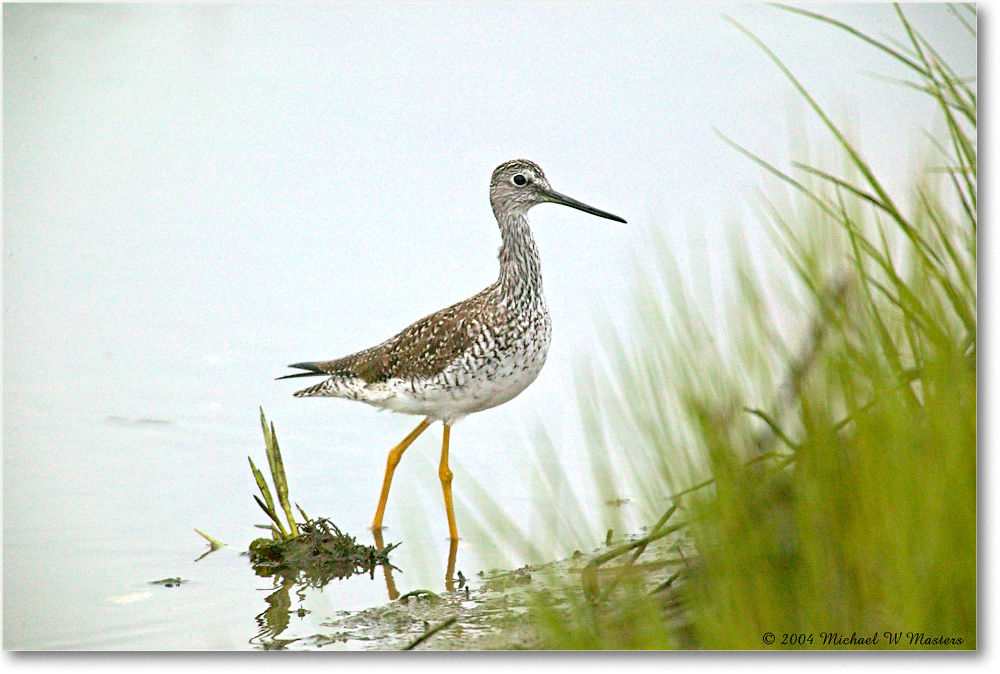 GreaterYellowlegs_ChincoNWR_2004May_1FFT4027 copy