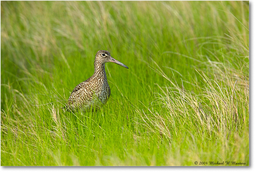 Willet_Assateague_2004May_1FFT5099 copy