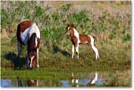 Pony&Foal_ChincoNWR-bdm_2006May_E0K9555 copy