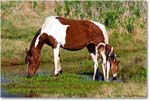 Pony&Foal_ChincoNWR-bdm_2006May_E0K9582 copy