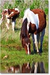 Pony&Foal_ChincoNWR-bdm_2006May_E0K9621 copy