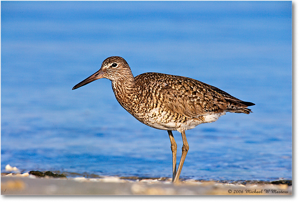 Willet_Assateague-ltc_2006May_E0K9342 copy