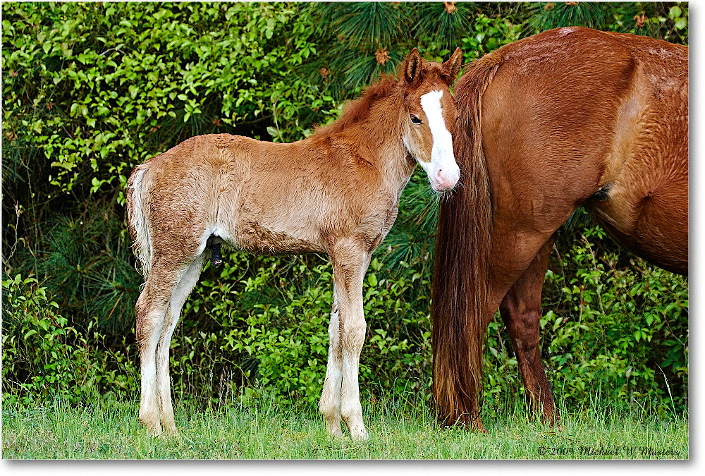 Pony&Foal_ChincoNWR_2009May_1D3A0102 copy