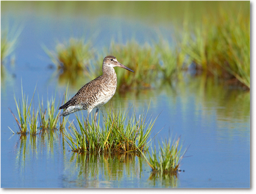Willet-ChincoNWR-2012June_D4B2092 copy