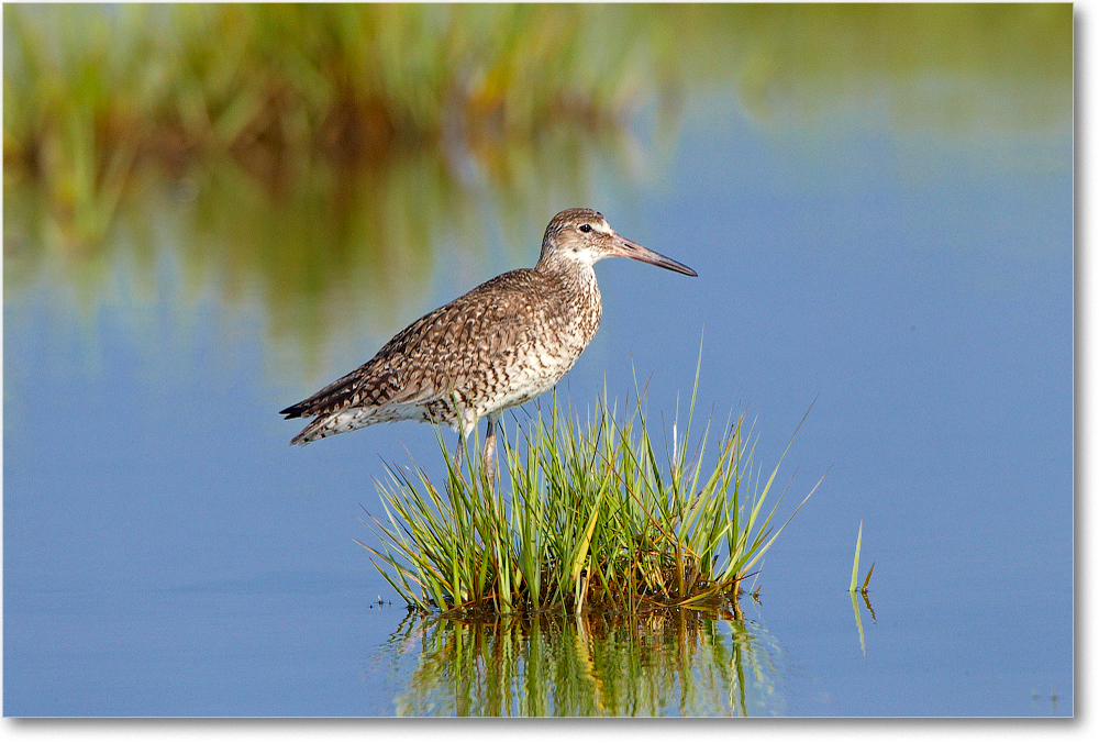 Willet-ChincoNWR-2012June_D4B2119 copy