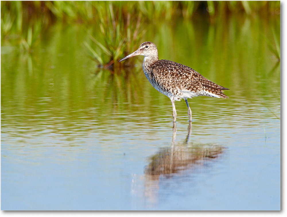 Willet-ChincoNWR-2012June_D4B2132 copy