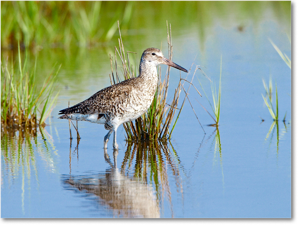 Willet-ChincoNWR-2012June_D4B2153 copy