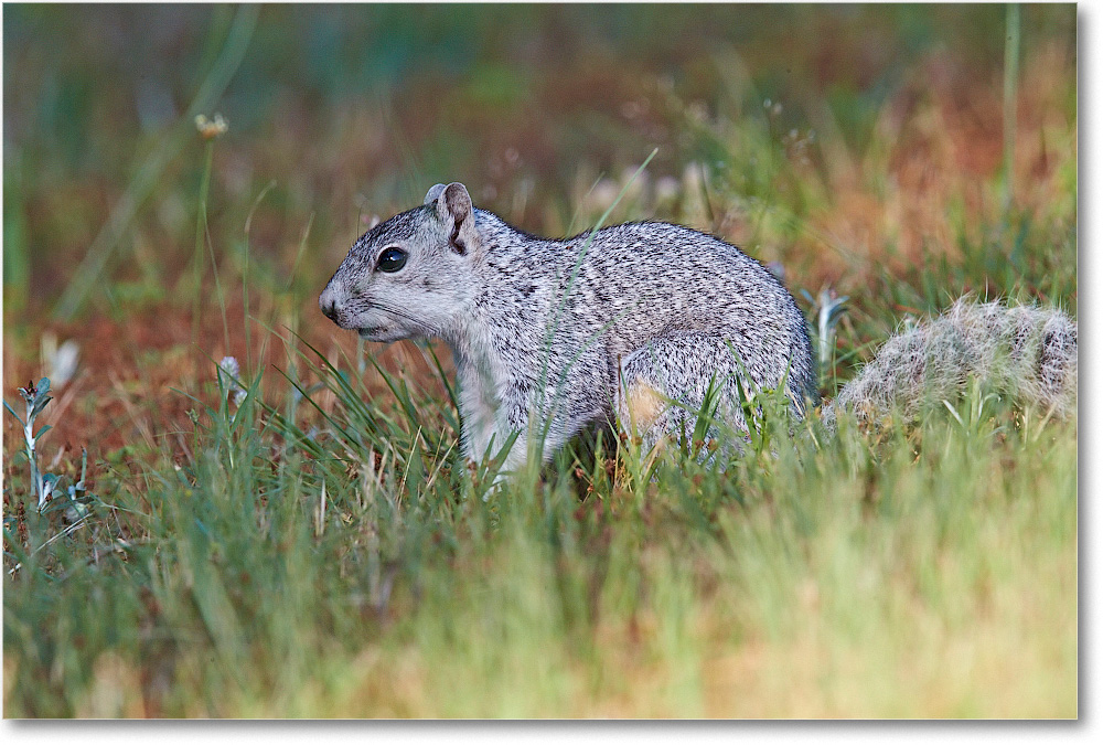 FoxSquirrel-ChincoteagueNWR-2014June_1DXA0928 copy