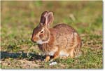 Rabbit-ChincoteagueNWR-2014June_1DXA0819 copy