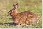 Rabbit-ChincoteagueNWR-2014June_1DXA0880 copy