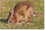Rabbit-ChincoteagueNWR-2014June_1DXA0893 copy