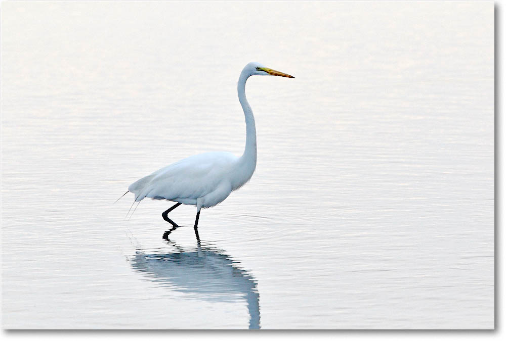 GreatEgret_ChincoNWR_2016Jun_2DXB3165 copy