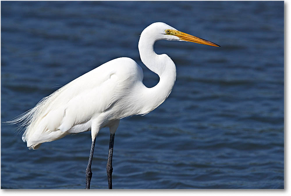 GreatEgret_ChincoVA_2016Jun_3DXA0687 copy