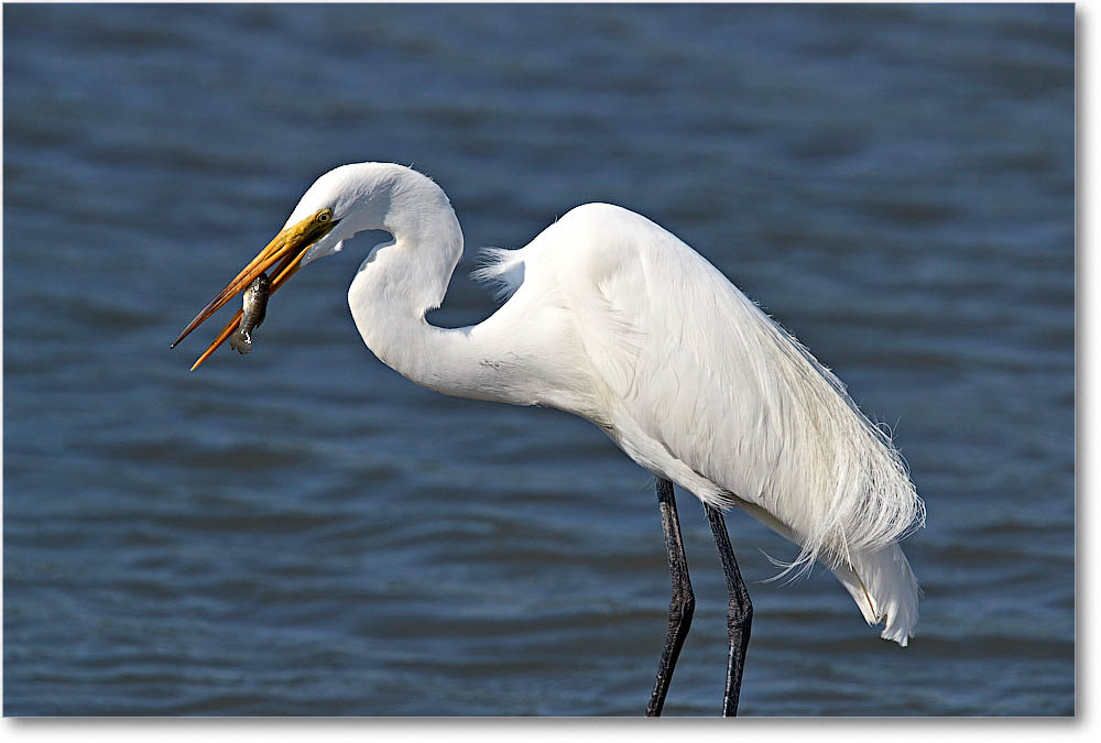 GreatEgret_ChincoVA_2016Jun_3DXA0815 copy