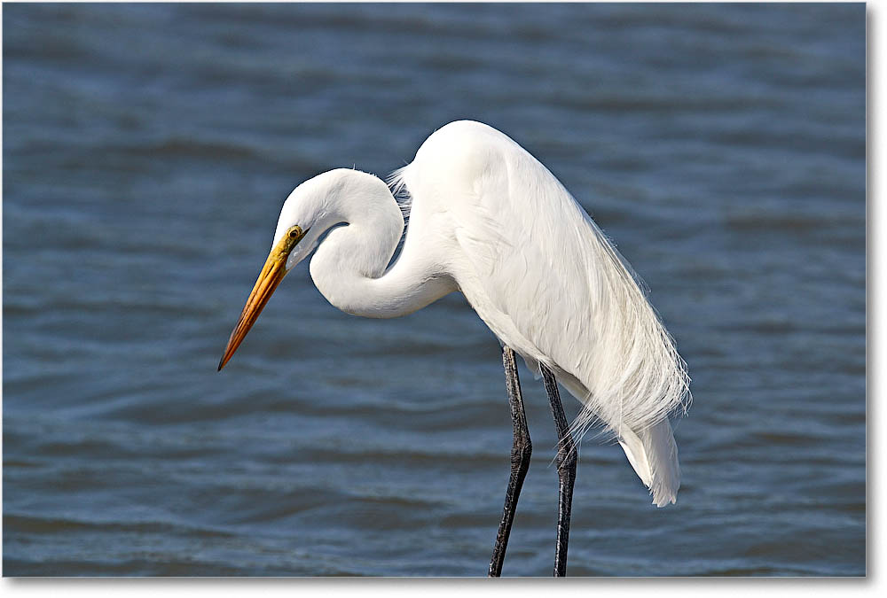 GreatEgret_ChincoVA_2016Jun_3DXA0824 copy