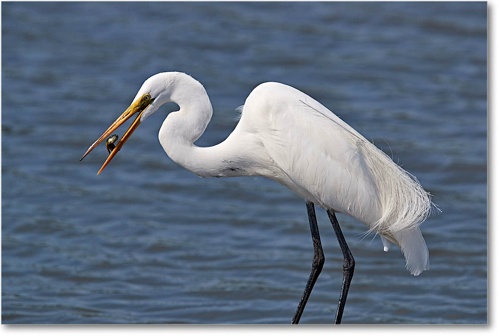 GreatEgret_ChincoVA_2016Jun_3DXA0977 copy