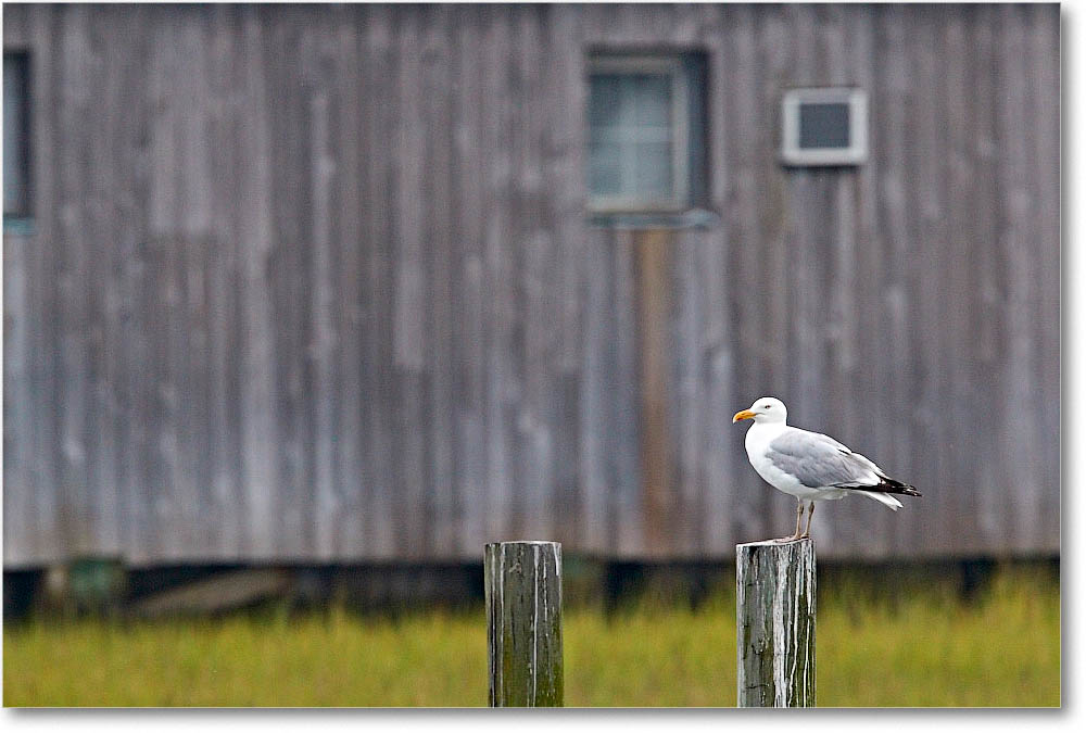 HerringGull_ChincoVA_2016Jun_3DXA1368 copy