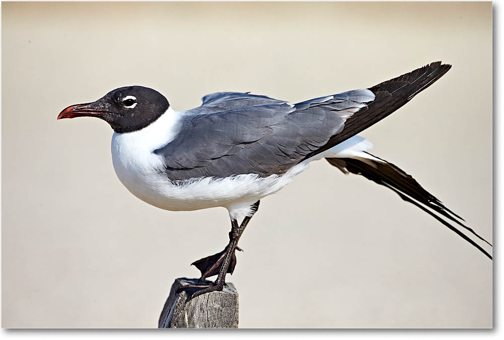 LaughingGull_Assateague_2016Jun_1DXA4176 copy