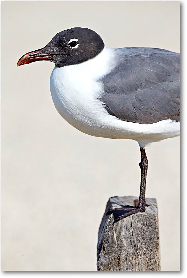 LaughingGull_Assateague_2016Jun_1DXA4201 copy