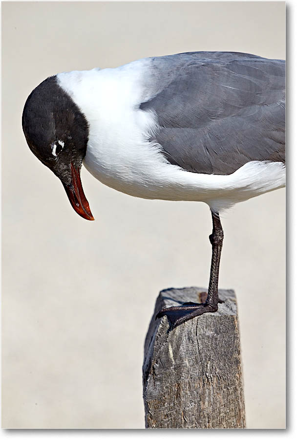 LaughingGull_Assateague_2016Jun_1DXA4213 copy