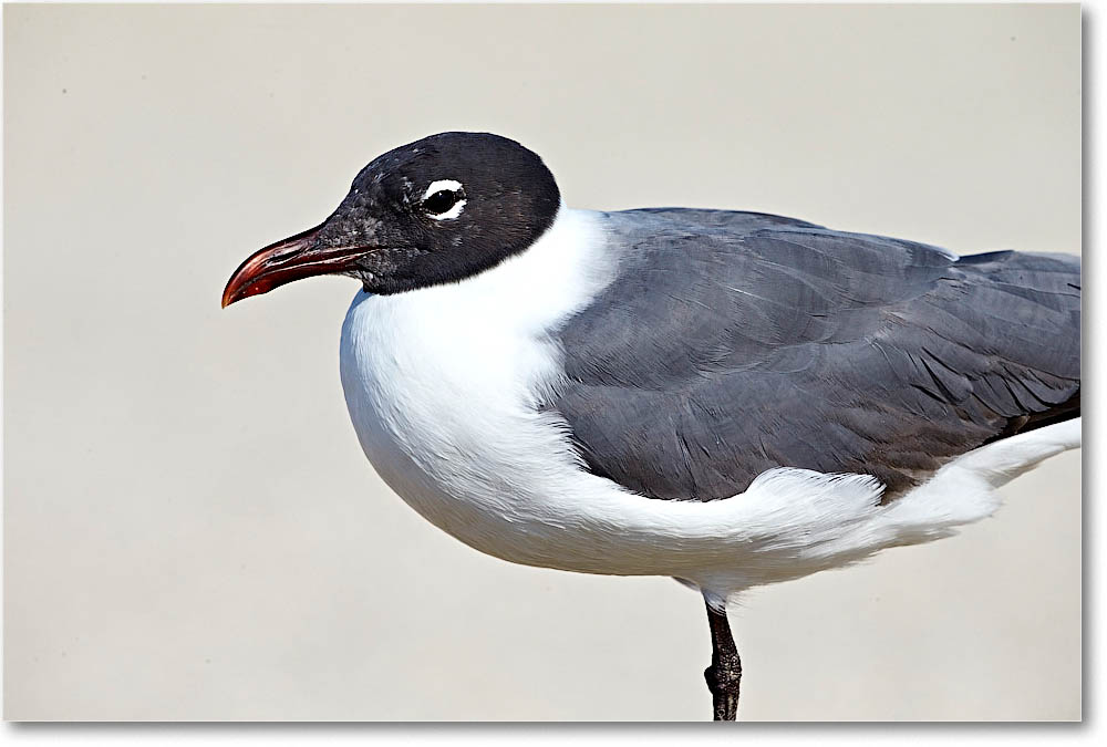 LaughingGull_Assateague_2016Jun_1DXA4245 copy