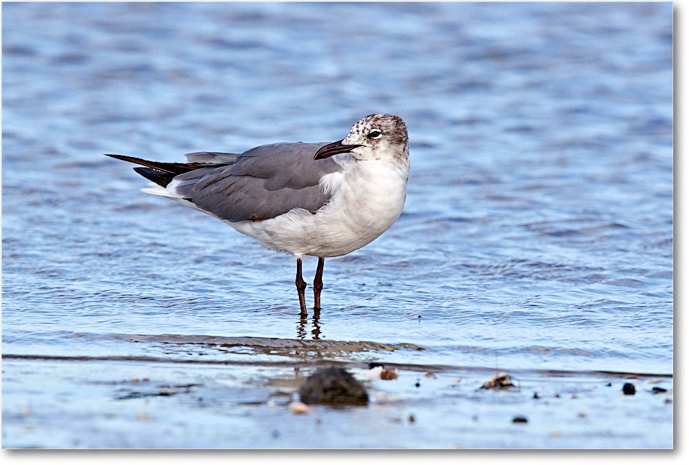 LaughingGull_ChincoNWR_2016Jun_3DXA1070 copy