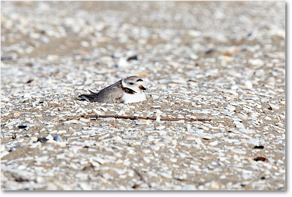 PipingPlover_Assateague_2016Jun_3DXA0581 copy