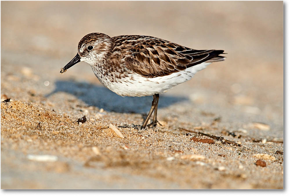 SemiPalmSandpiper_Assateague_2016Jun_3DXA0467 copy